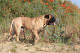 BULLMASTIFF 219